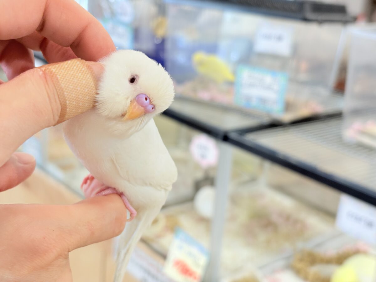 セキセイインコ