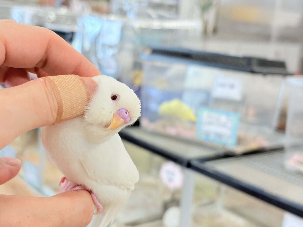 セキセイインコ