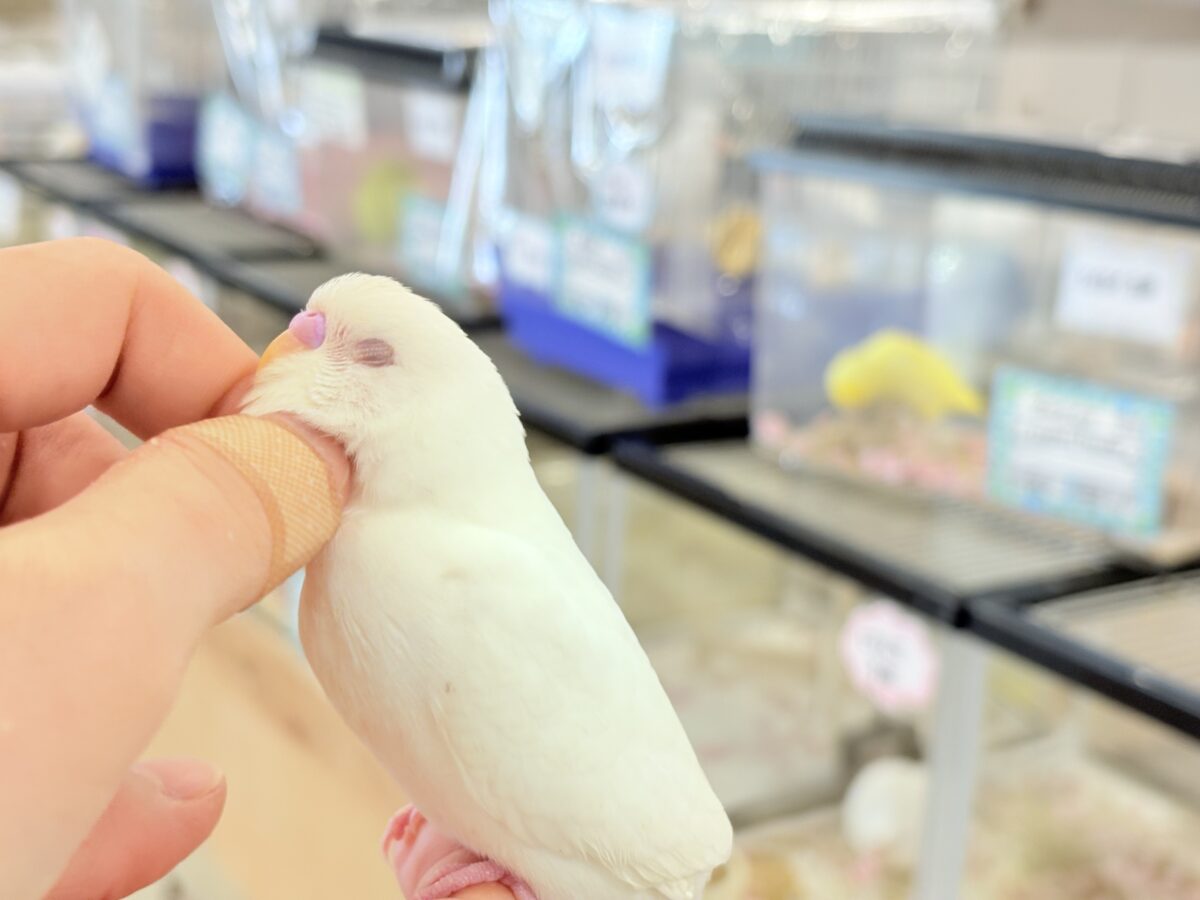 セキセイインコ