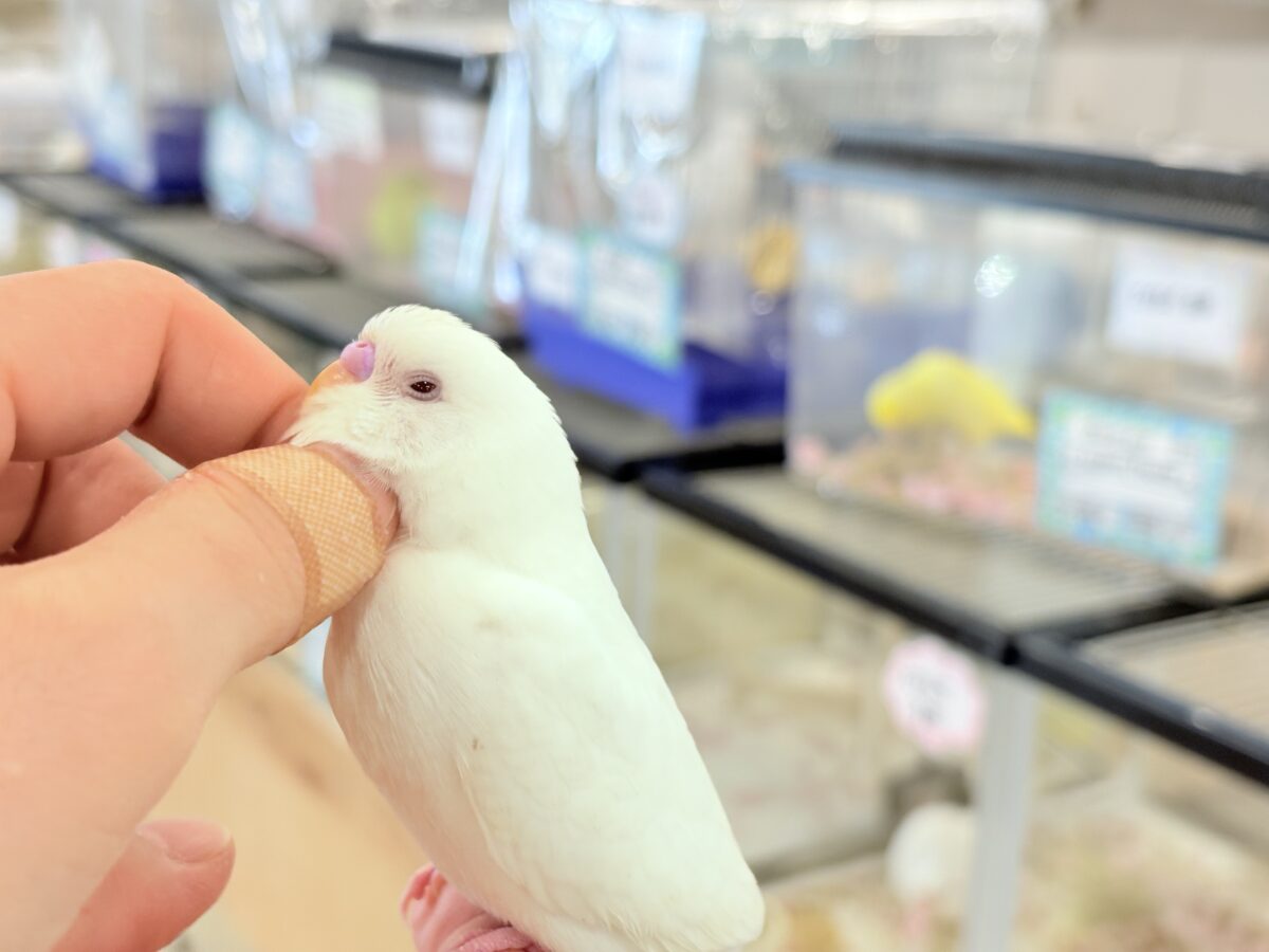 セキセイインコ