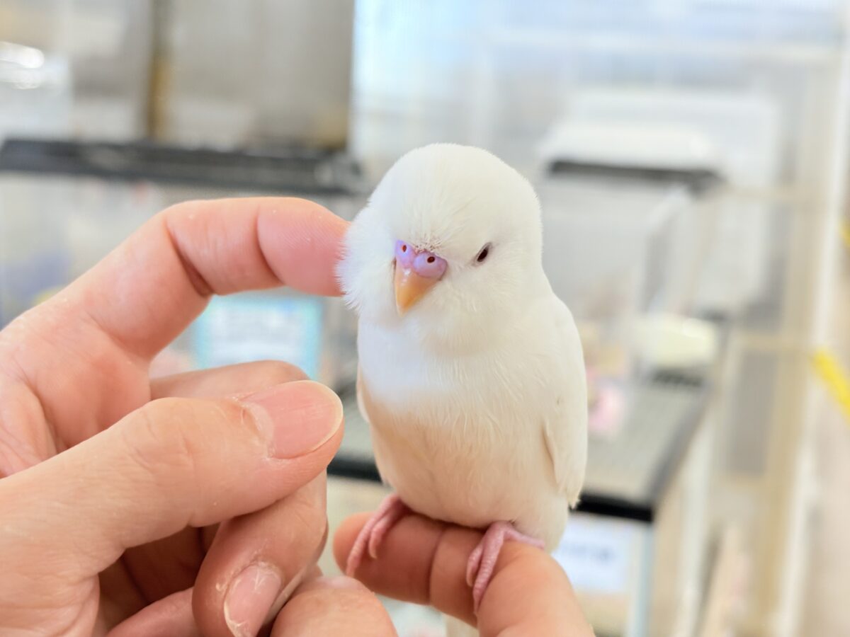 セキセイインコ