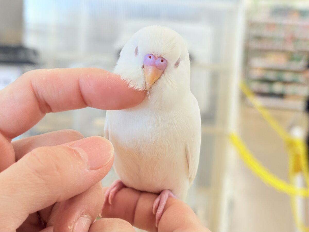 セキセイインコ