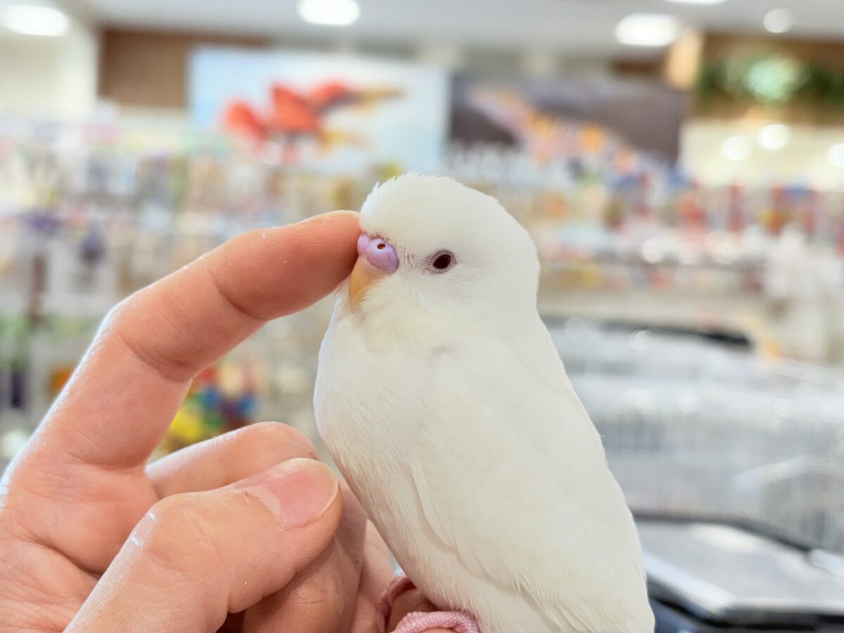 セキセイインコ