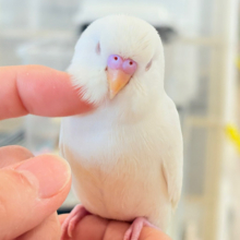個性的な甘え方に沼っちゃう🐥💖セキセイインコ(アルビノ)