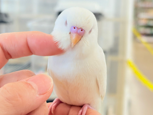 個性的な甘え方に沼っちゃう🐥💖セキセイインコ(アルビノ)