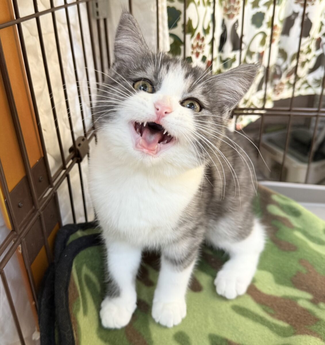 ブリティッシュショートヘア