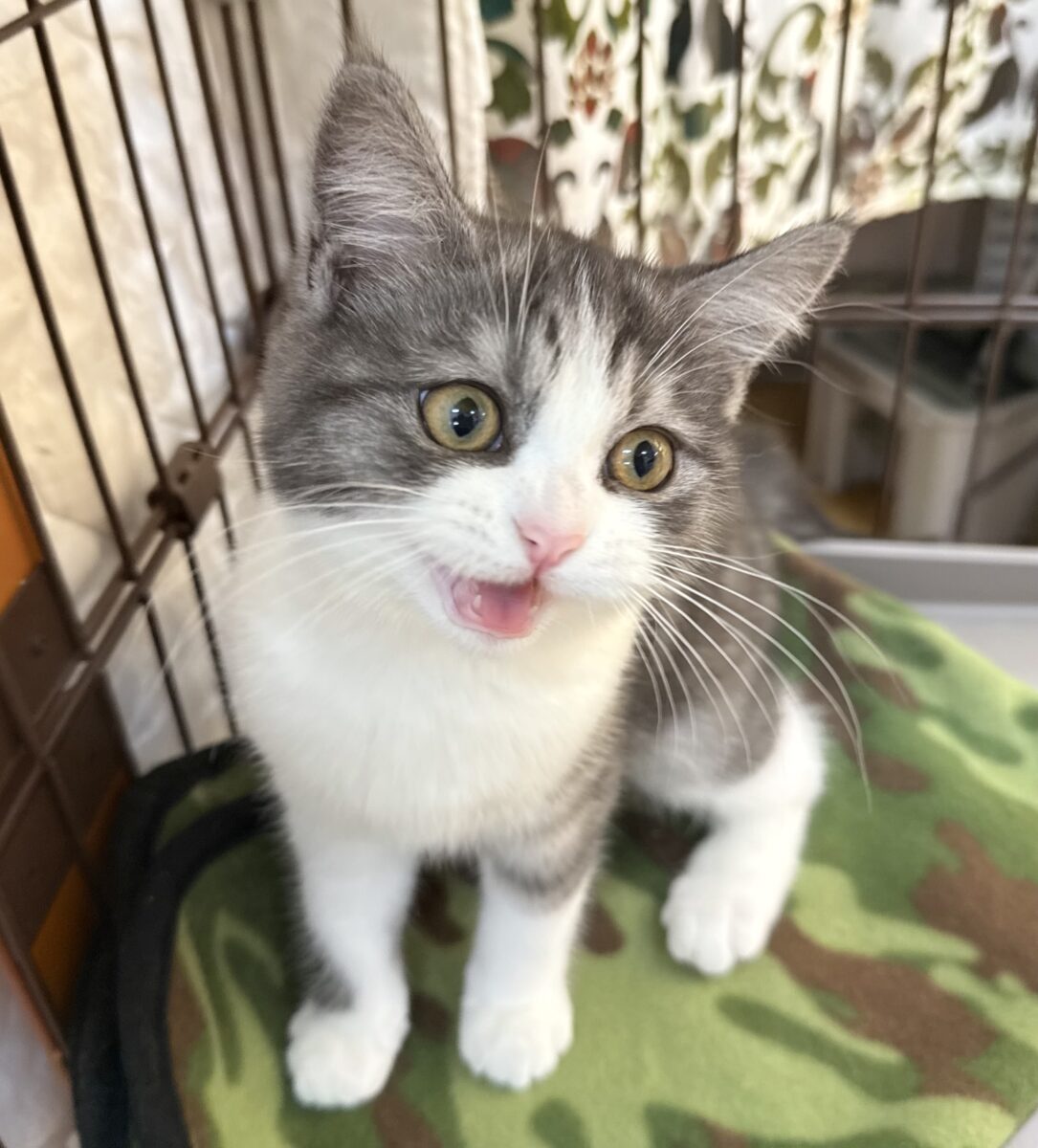 ブリティッシュショートヘア