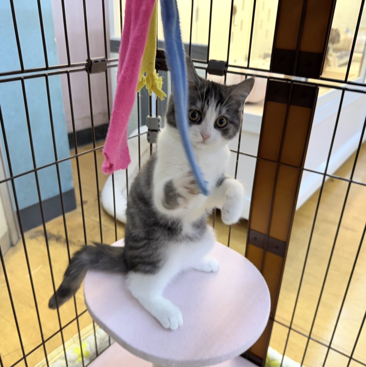 ブリティッシュショートヘア