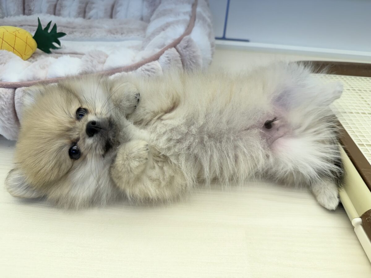 ポメラニアン