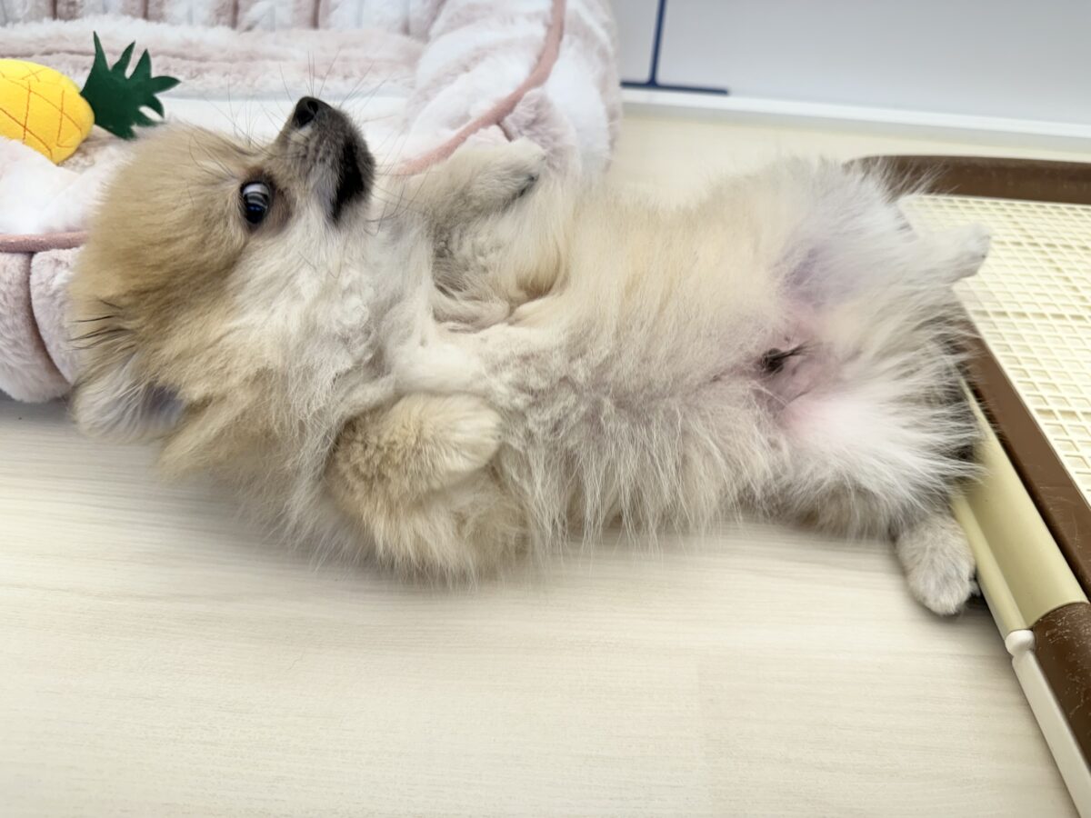 ポメラニアン