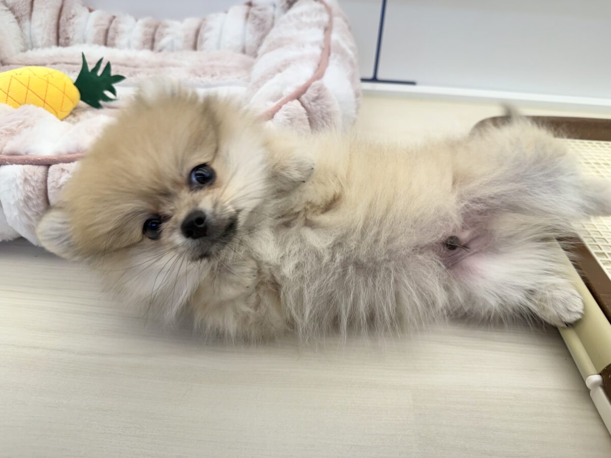 ポメラニアン
