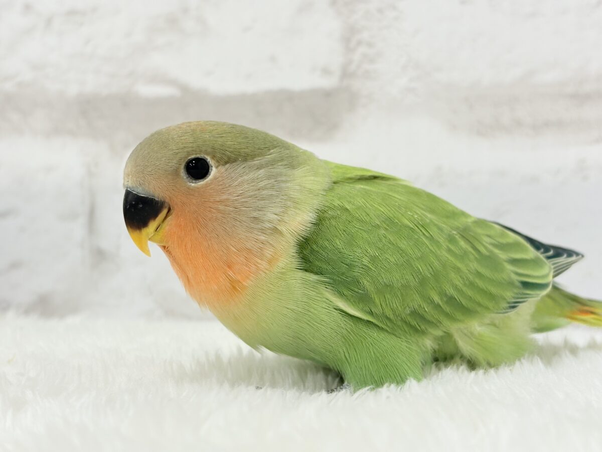 コザクラインコ（小桜インコ）