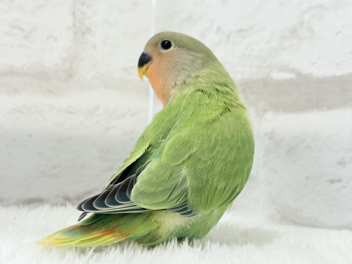 コザクラインコ（小桜インコ）