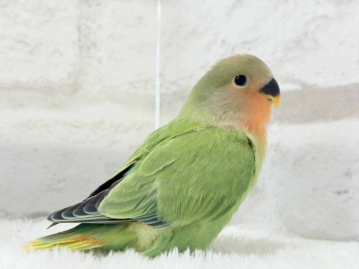 コザクラインコ（小桜インコ）