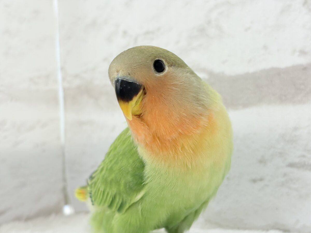 コザクラインコ（小桜インコ）