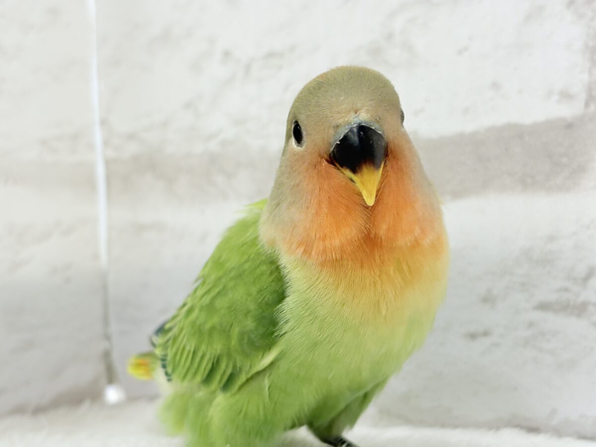 コザクラインコ（小桜インコ）