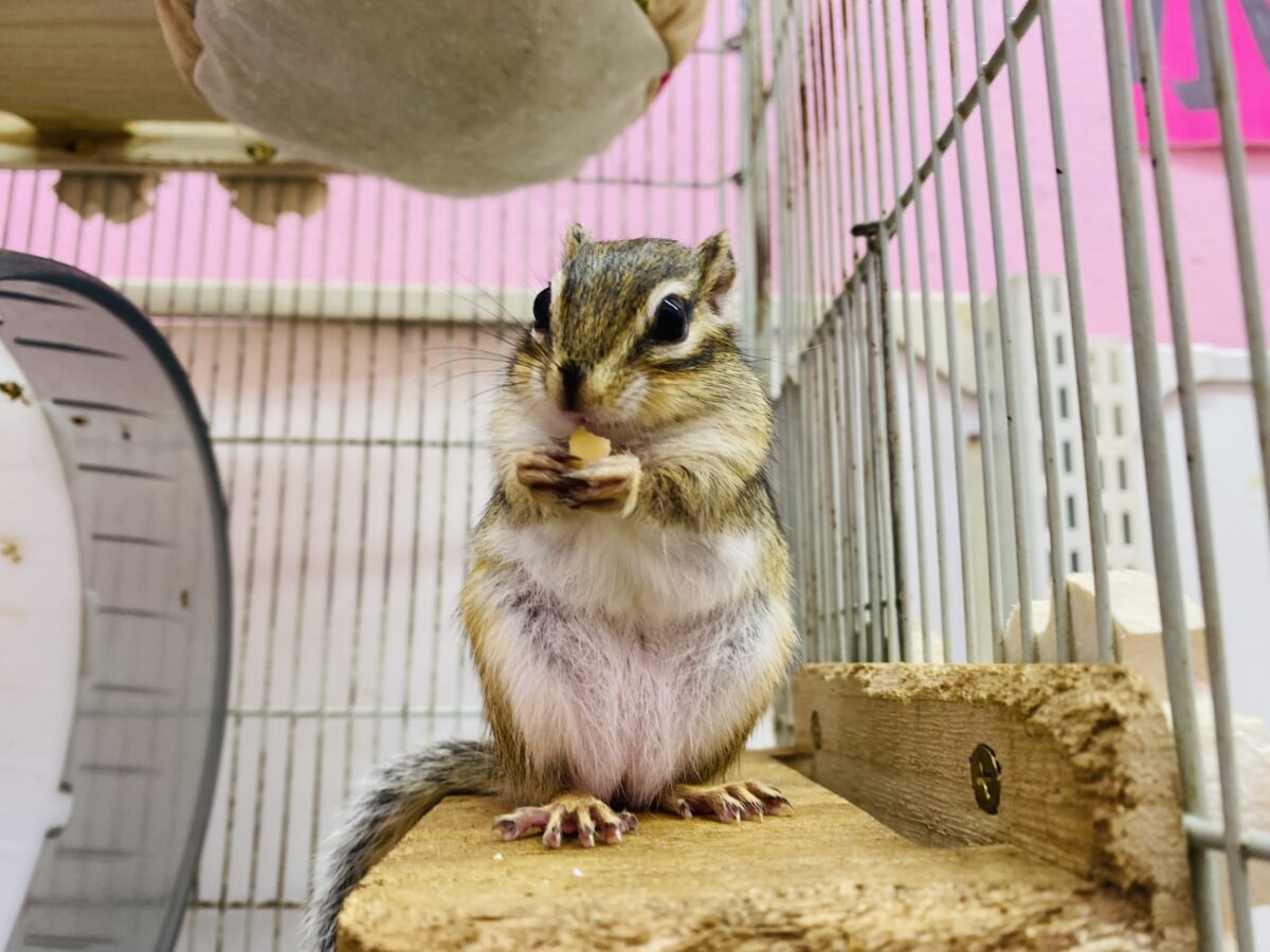 シマリス（ノーマル）