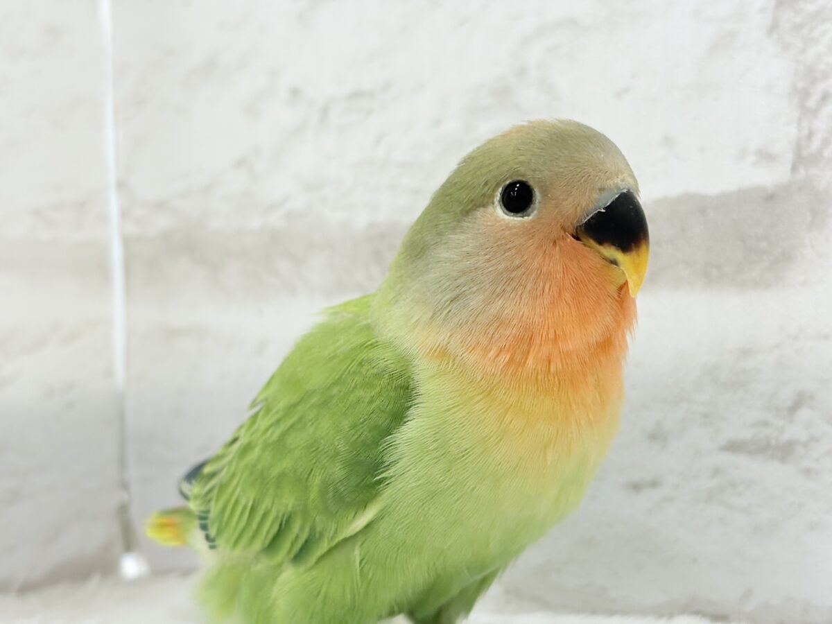 コザクラインコ（小桜インコ）