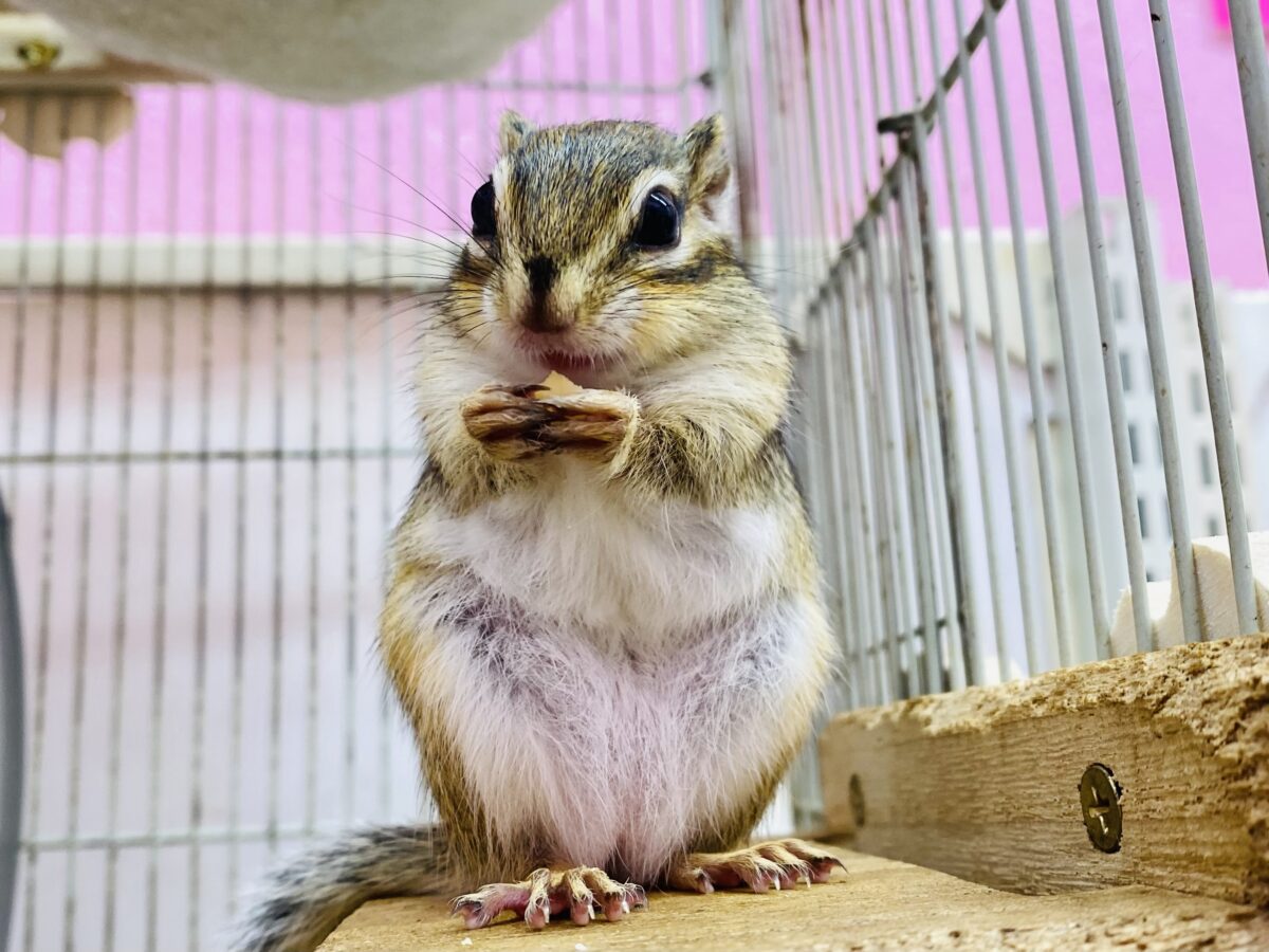 最新画像有ります⭐️ついに…‼️シマリスの季節がやってきました🐿️🌱