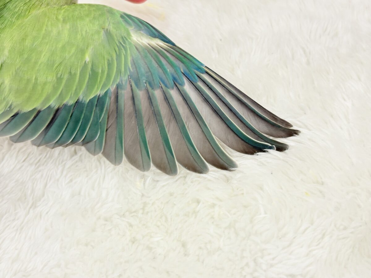 コザクラインコ（小桜インコ）