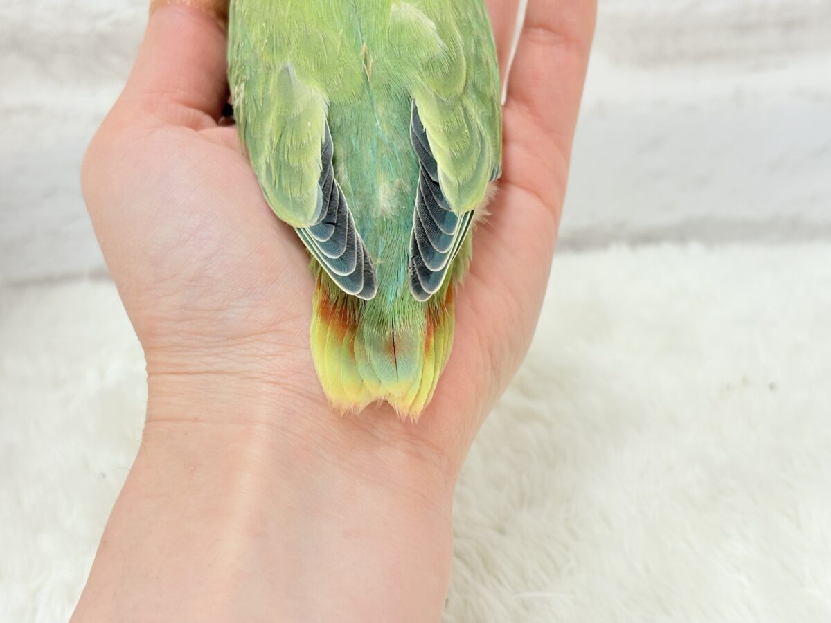 コザクラインコ（小桜インコ）