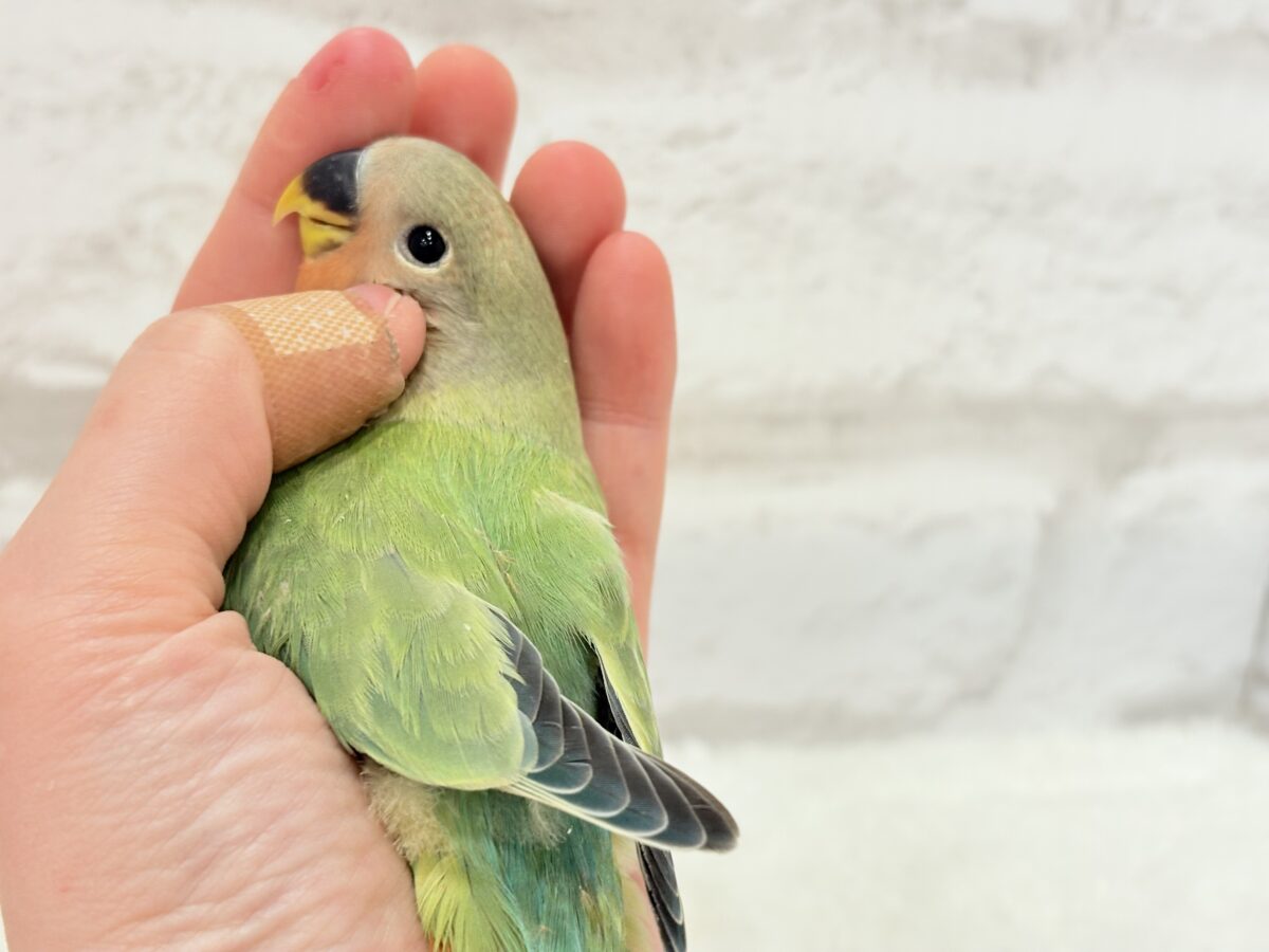 コザクラインコ（小桜インコ）