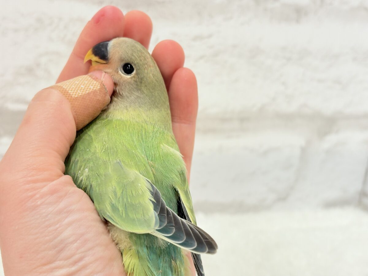 コザクラインコ（小桜インコ）