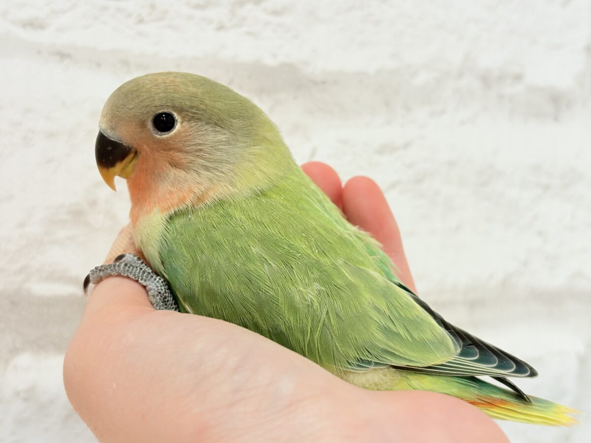 コザクラインコ（小桜インコ）