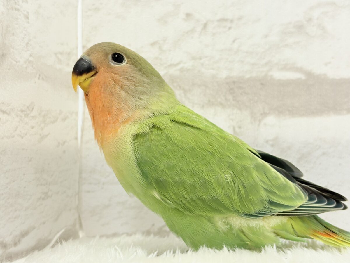 コザクラインコ（小桜インコ）