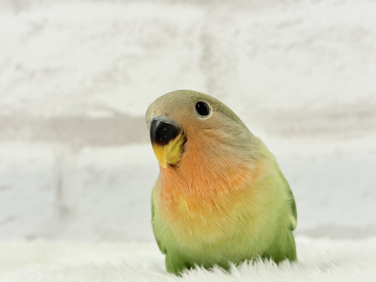 コザクラインコ（小桜インコ）