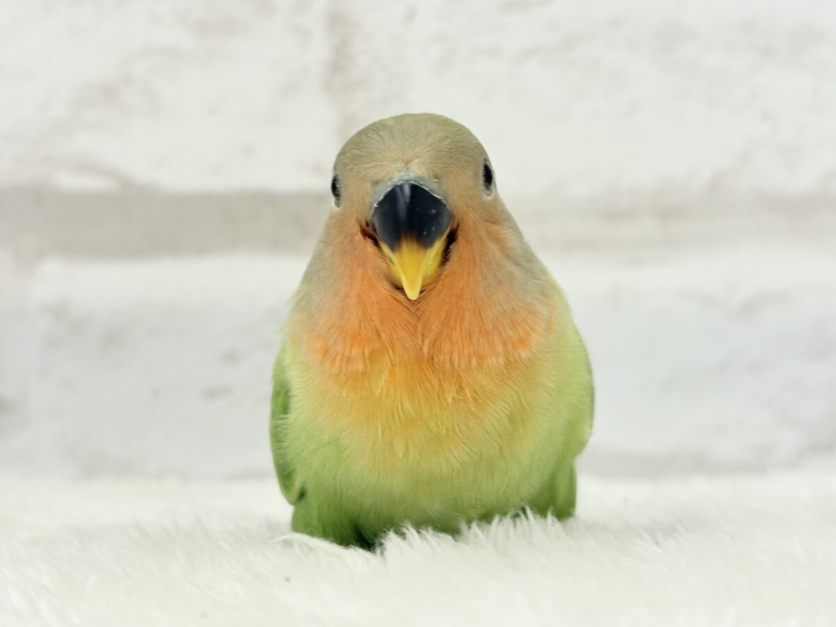 コザクラインコ（小桜インコ）
