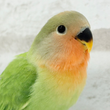 むちっ♡もちっ♡よもぎもち🍡💚コザクラインコ(オパーリン) ヒナ