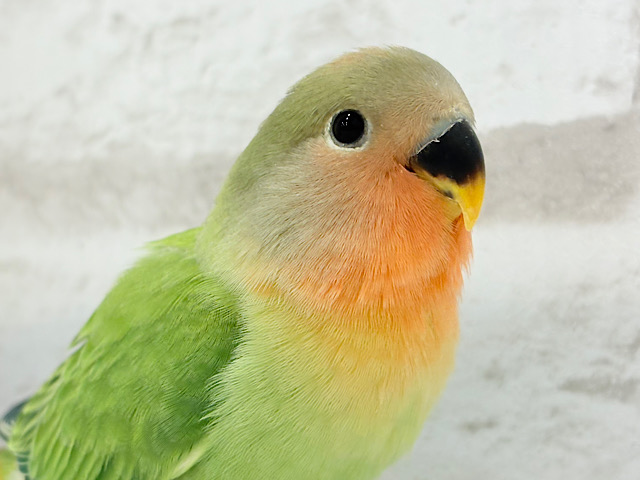 むちっ♡もちっ♡よもぎもち🍡💚コザクラインコ(オパーリン) ヒナ
