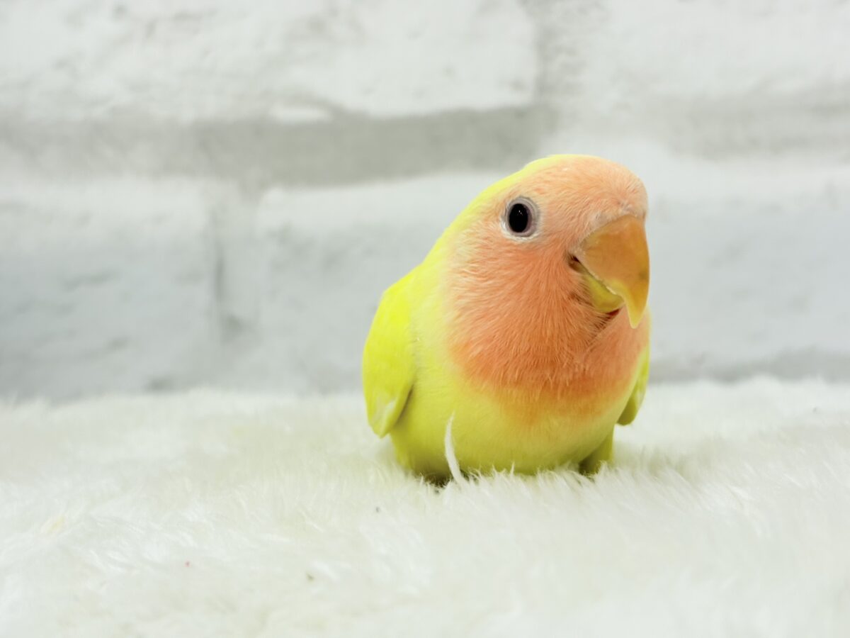 コザクラインコ（小桜インコ）