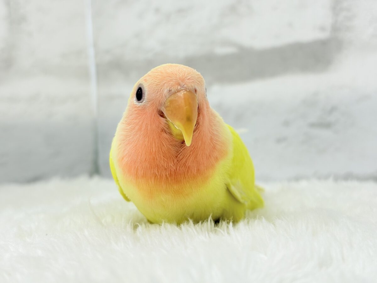 コザクラインコ（小桜インコ）