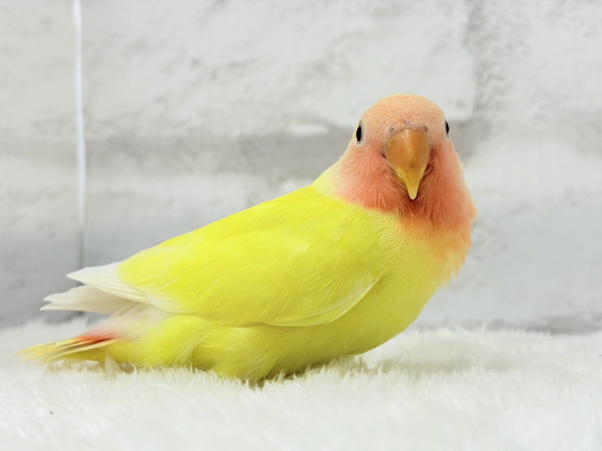 コザクラインコ（小桜インコ）