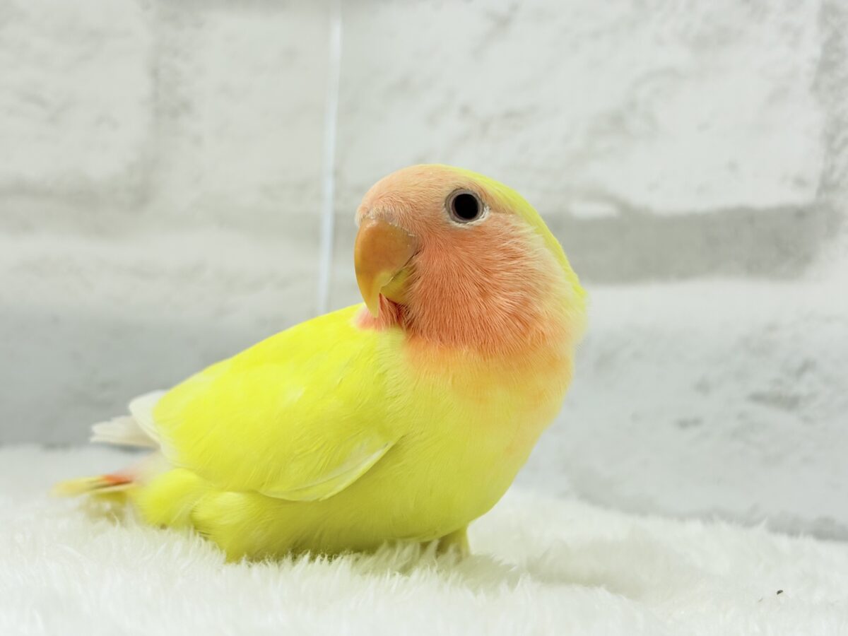 コザクラインコ（小桜インコ）