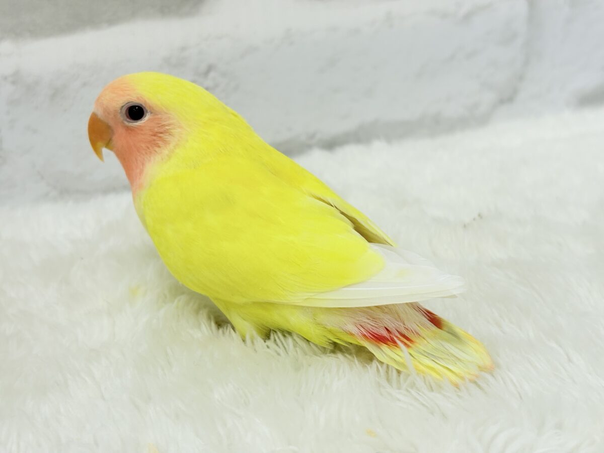 コザクラインコ（小桜インコ）