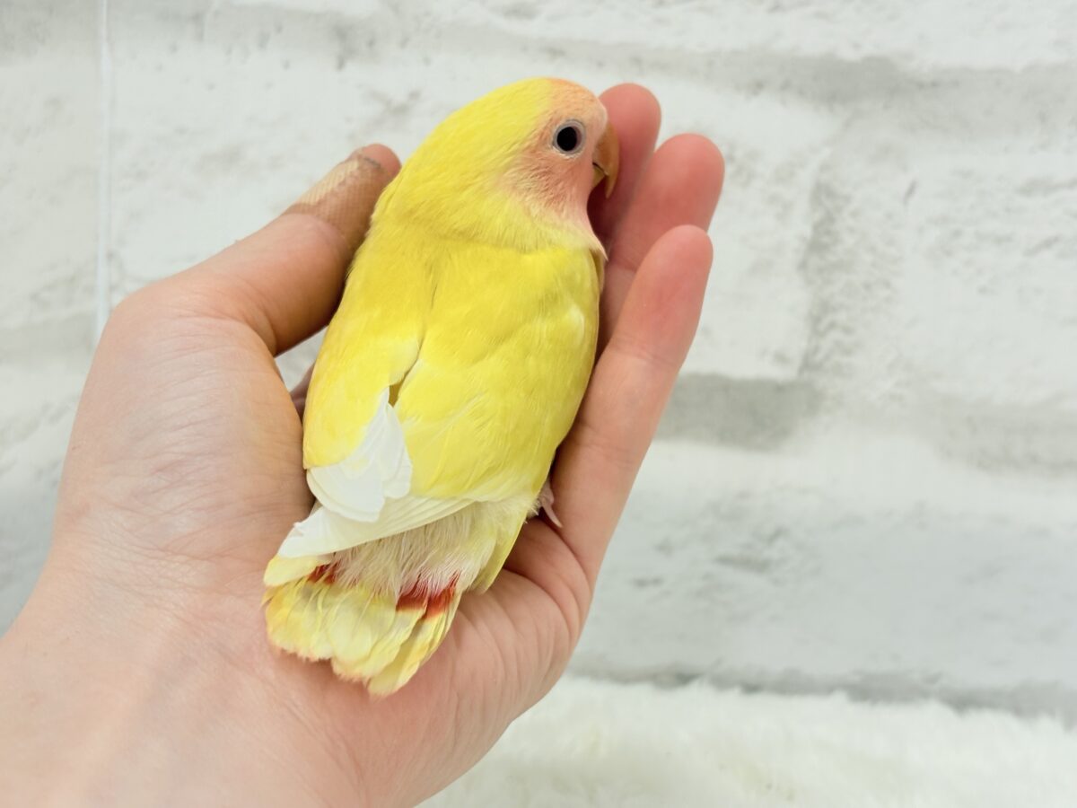 コザクラインコ（小桜インコ）