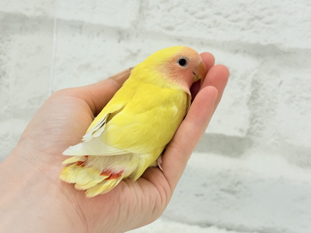 コザクラインコ（小桜インコ）
