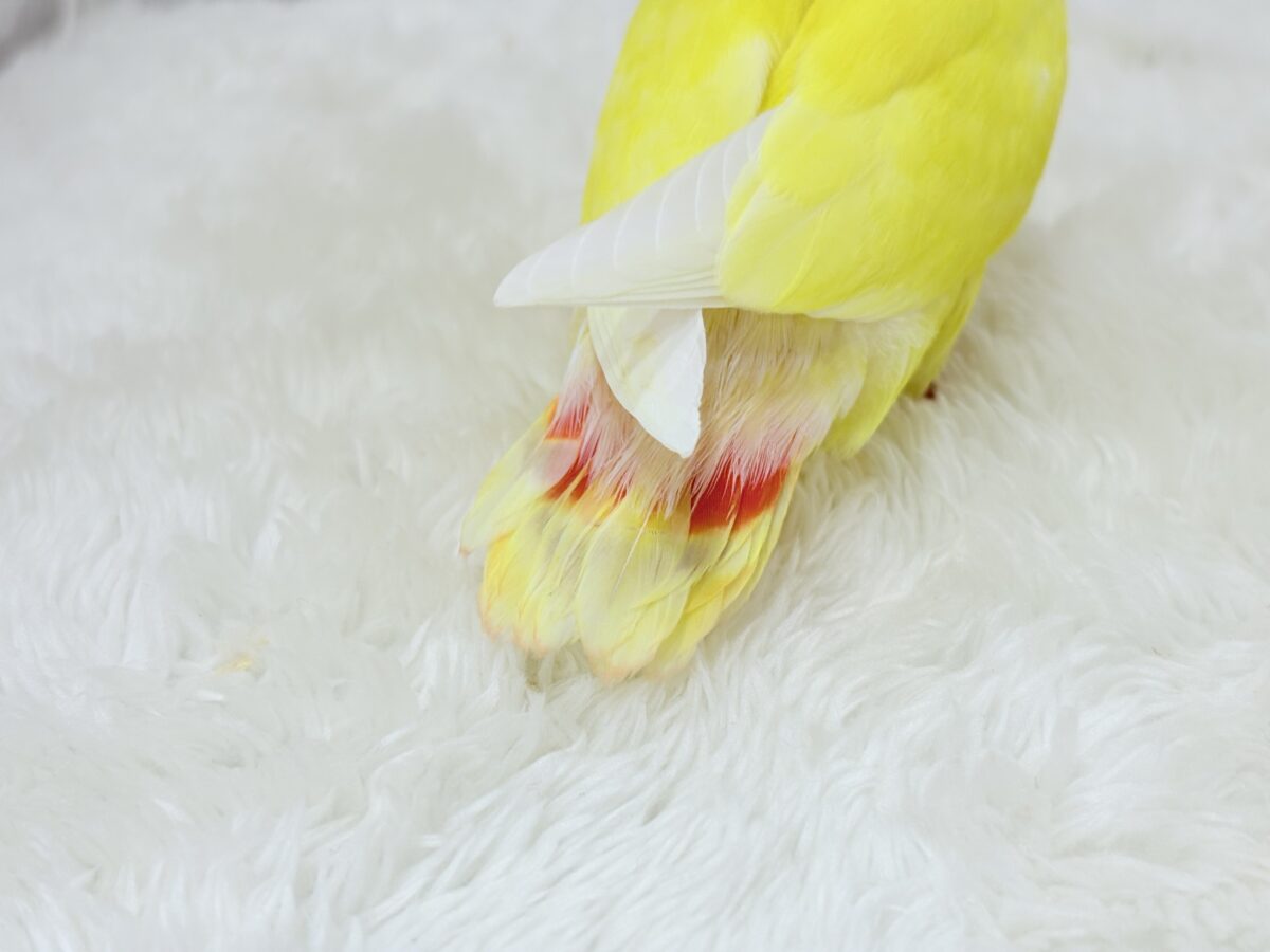 コザクラインコ（小桜インコ）