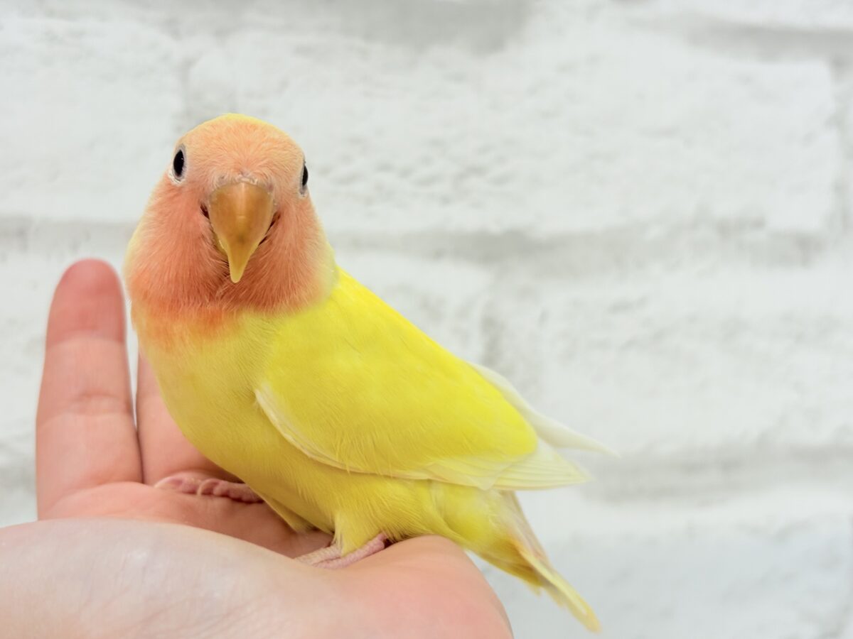 コザクラインコ（小桜インコ）