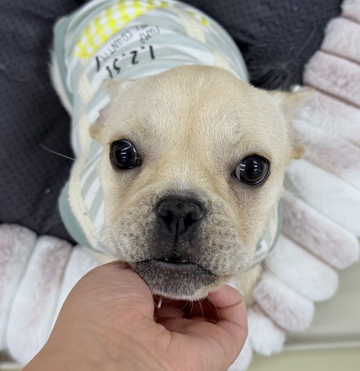 フレンチブルドッグ