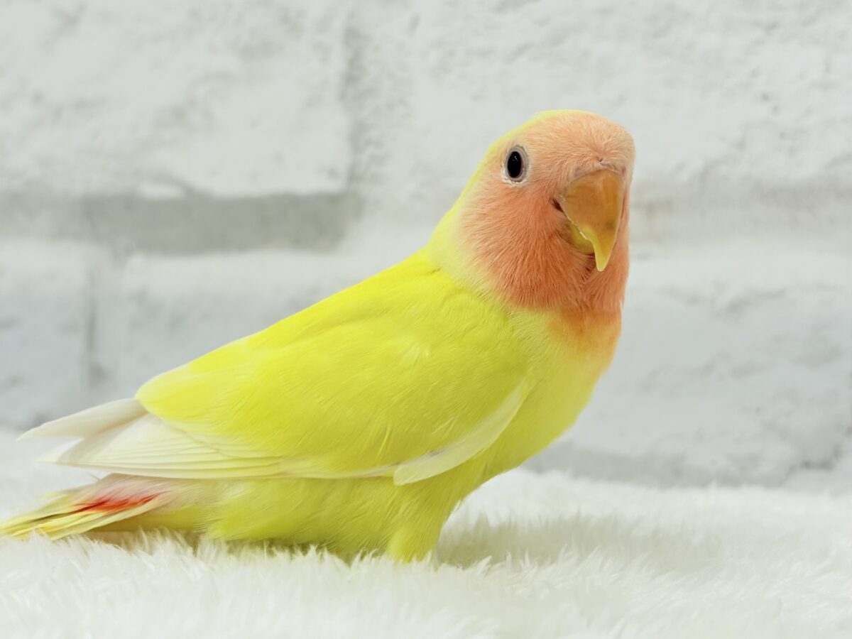コザクラインコ（小桜インコ）