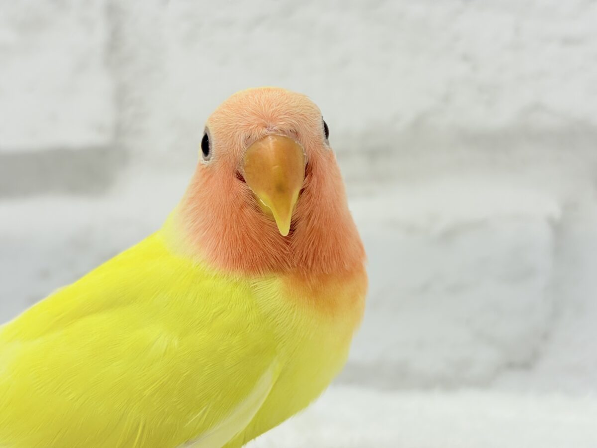 コザクラインコ（小桜インコ）