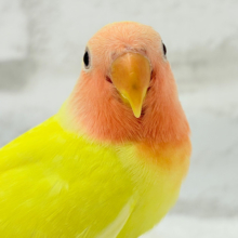 もぎたて🫧フレッシュフルーツ🍋コザクラインコ(ルチノー) ヒナ