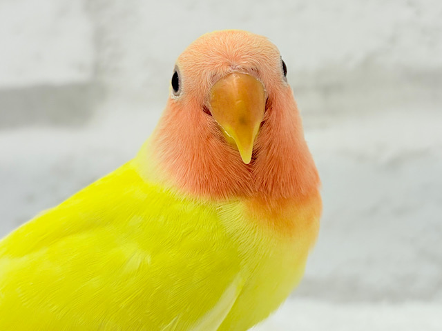 もぎたて🫧フレッシュフルーツ🍋コザクラインコ(ルチノー) ヒナ