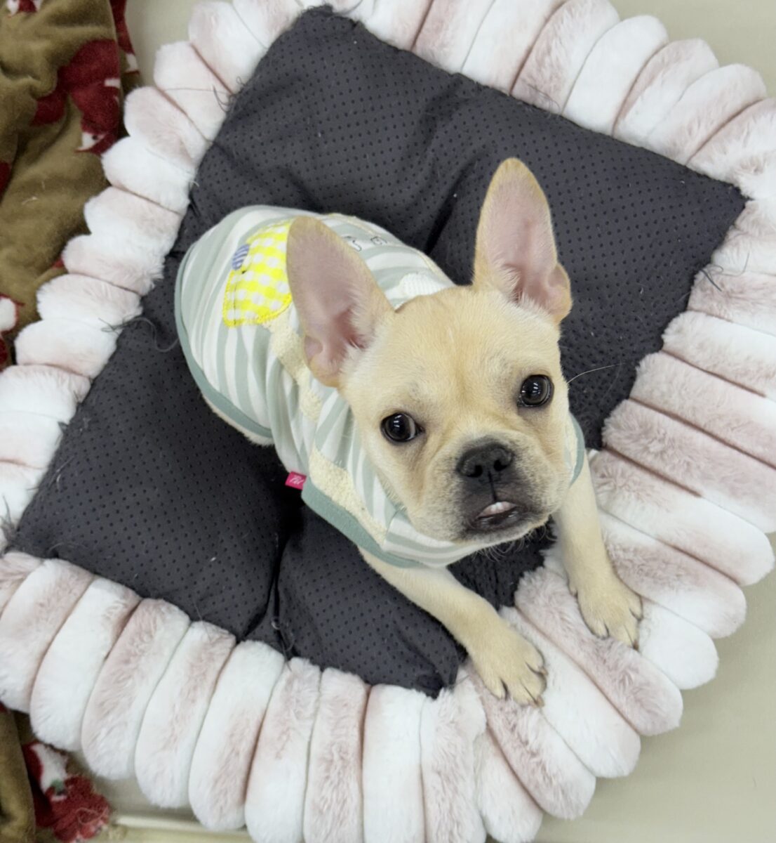 フレンチブルドッグ