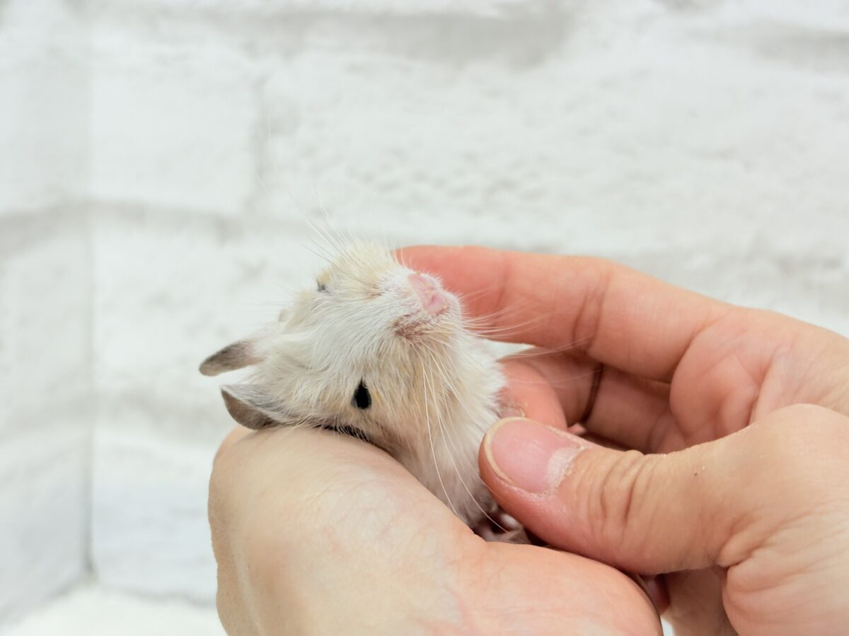 デグー