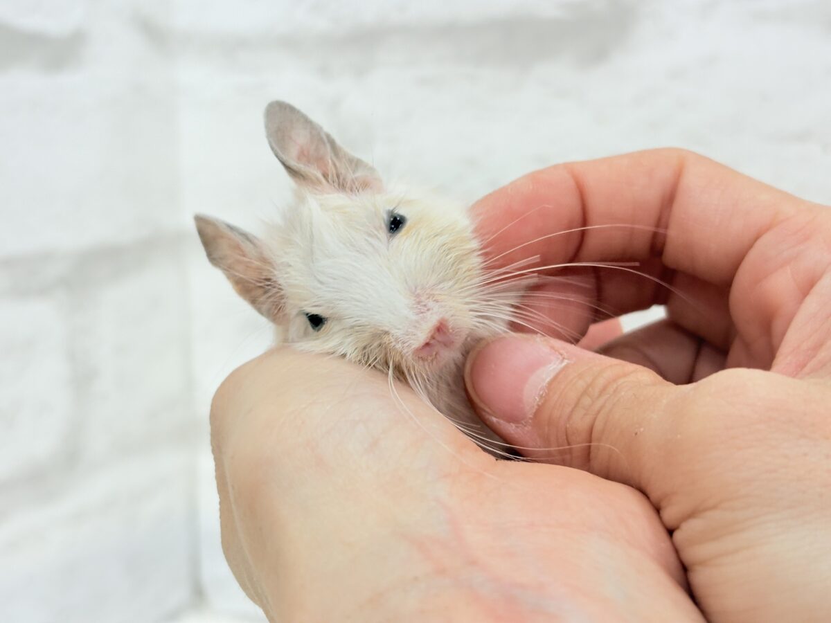 デグー